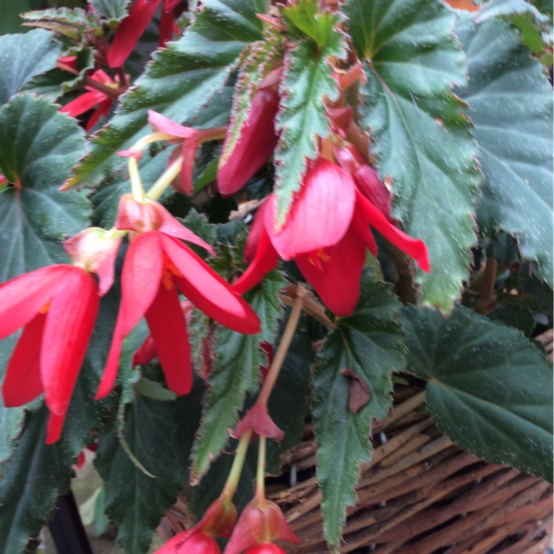 Plant image Begonia 'Waterfall Encanto Red' (Waterfall Series)