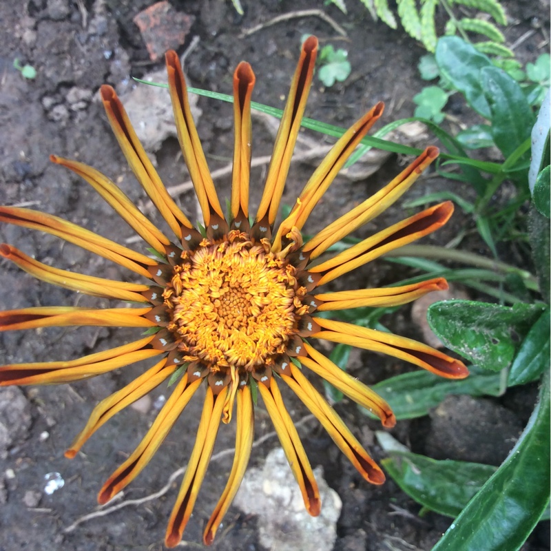 plant image 133760 plant image 133760