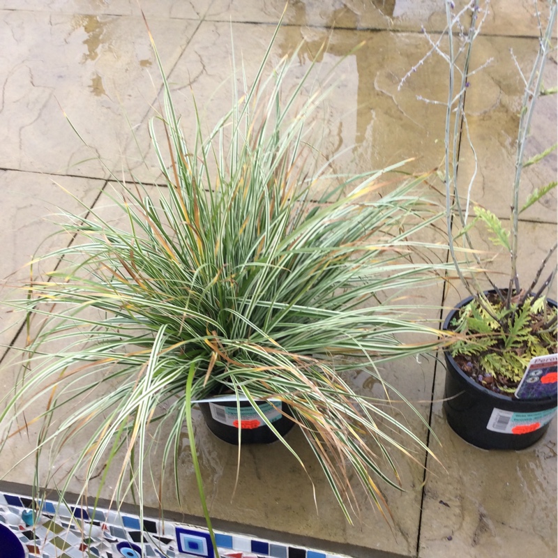 Plant image Carex oshimensis 'Everest'