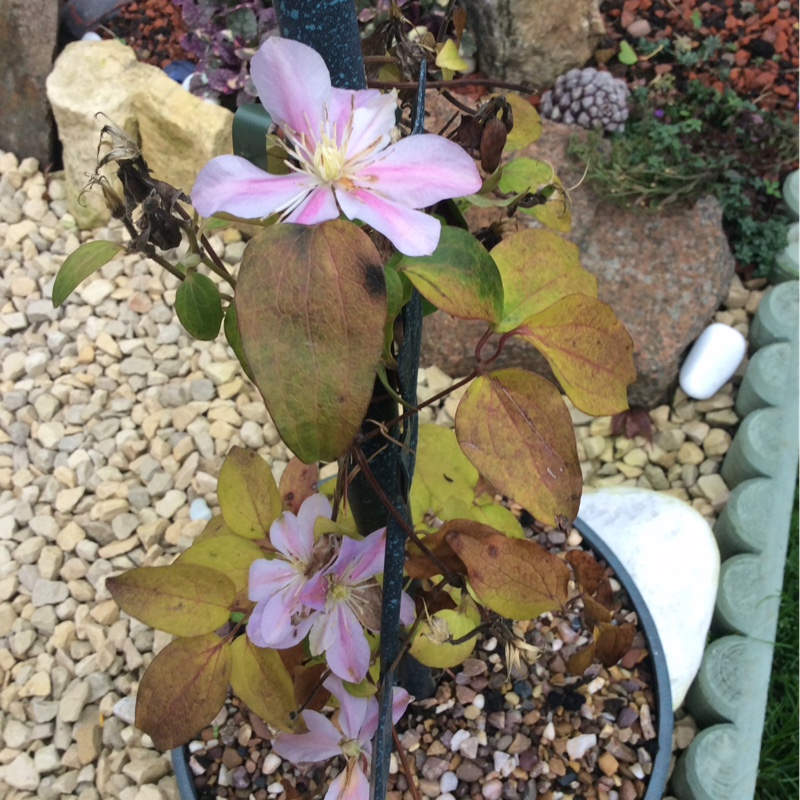 plant image 14233 plant image 14233
