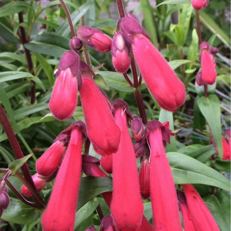Plant image Penstemon 'Chester Scarlet'