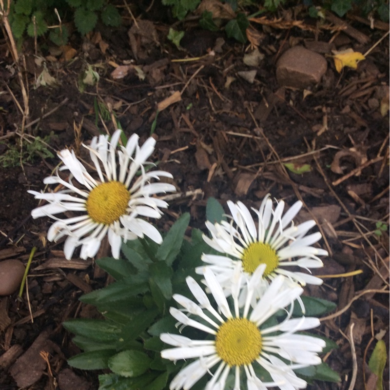 plant image 14668 plant image 14668