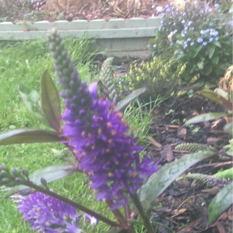 plant image 14868 plant image 14868