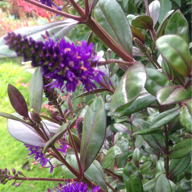 Plant image Hebe 'Midsummer Beauty'
