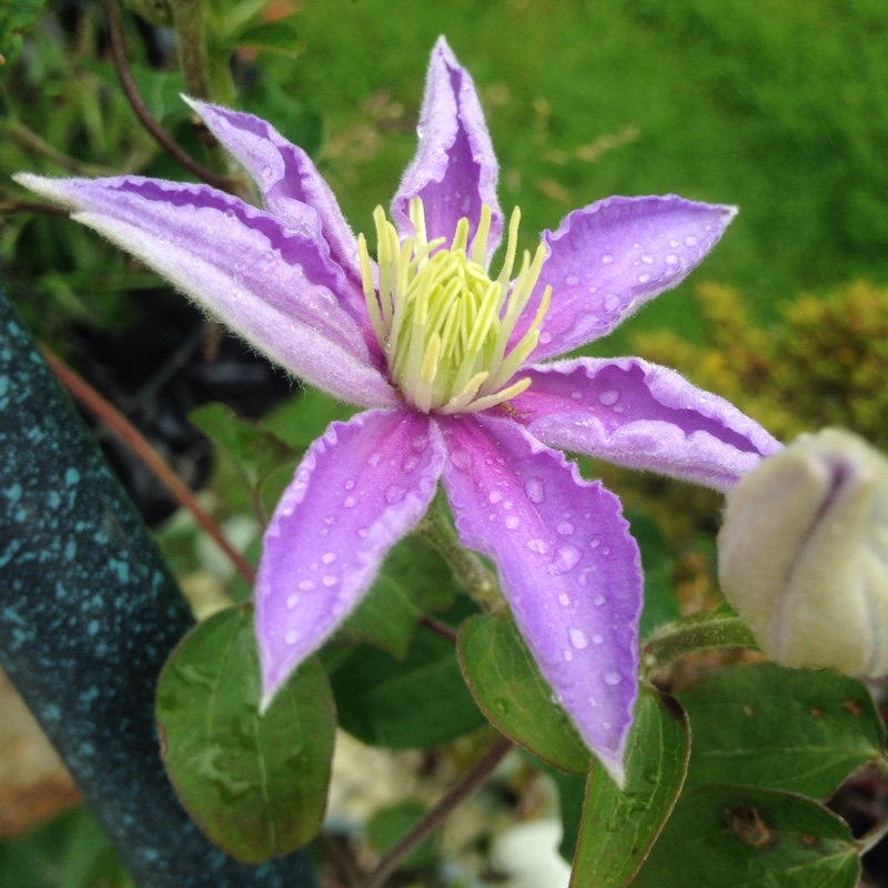 Plant image Clematis viticella 'Justa'