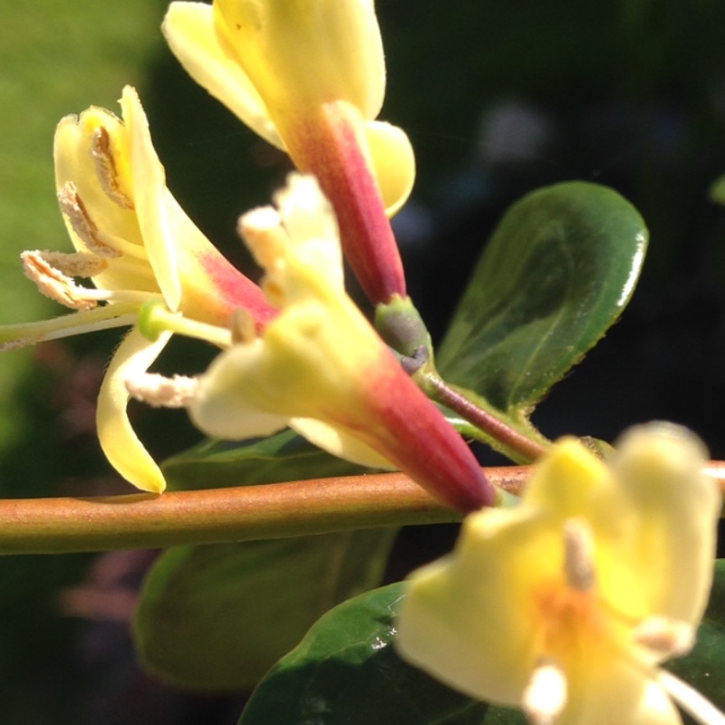 plant image 165058 plant image 165058