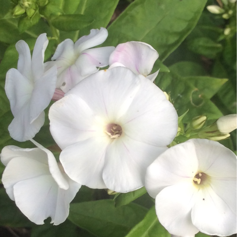 Plant image Phlox paniculata 'Rembrandt'