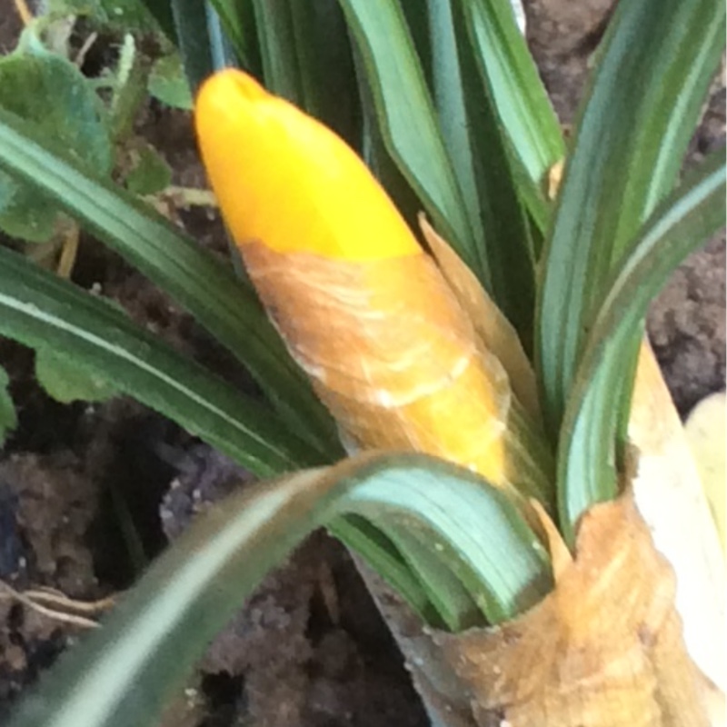 plant image 18775