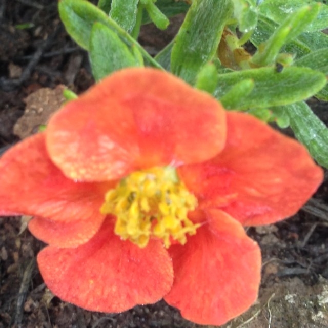 Plant image Potentilla fruticosa 'Marian Red Robin'