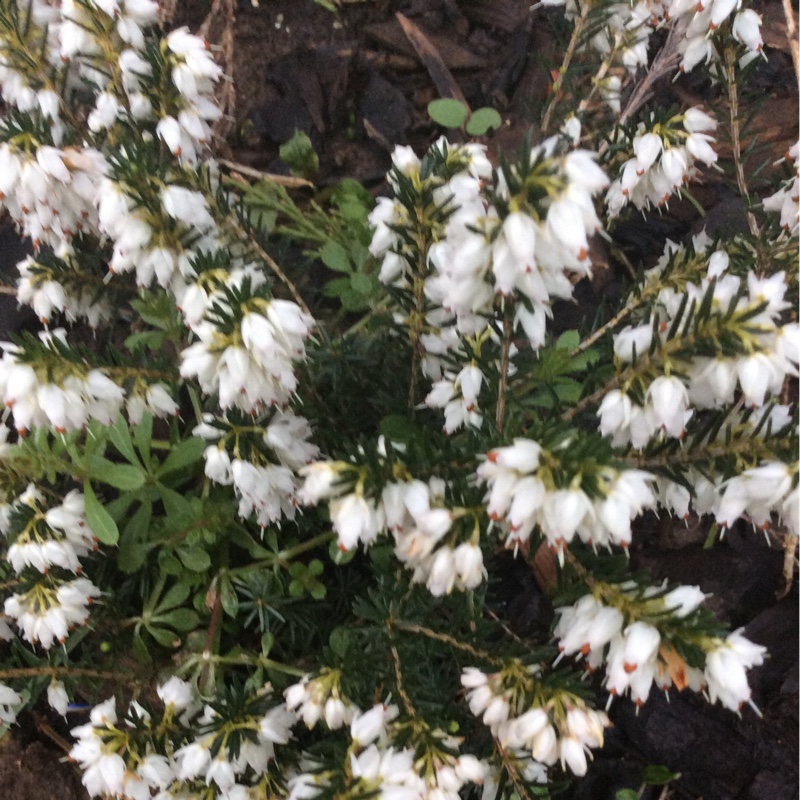 Plant image Calluna vulgaris 'Madonna' (Garden Girls Series)