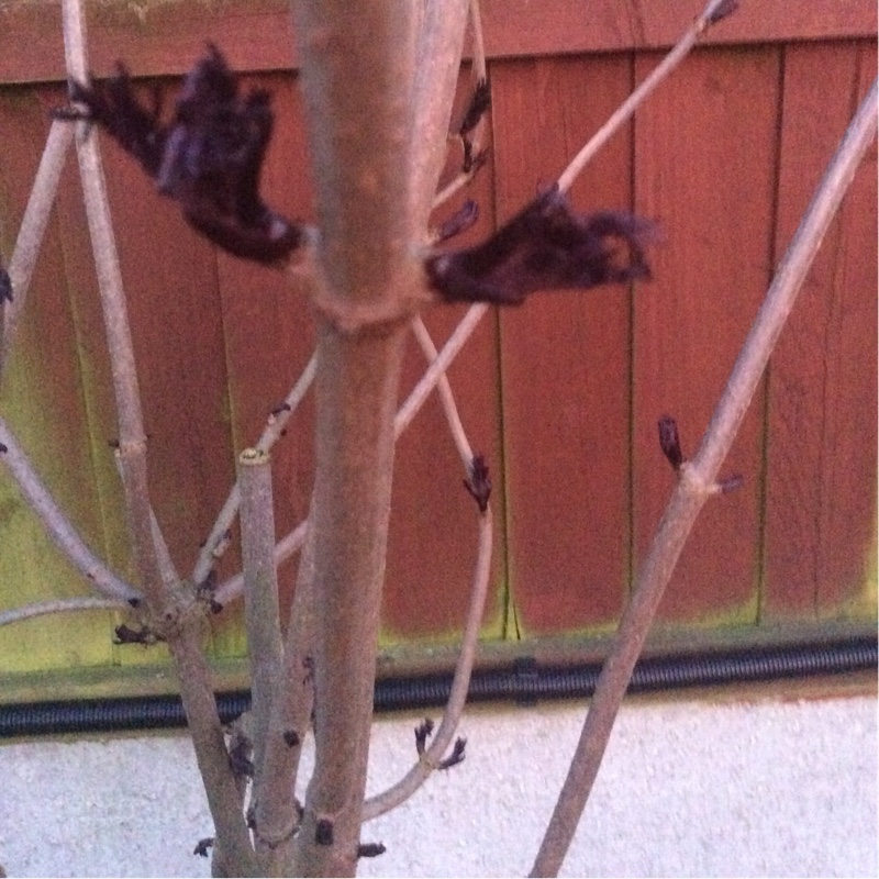 Sambucus nigra f. porphyrophylla 'Eva' syn. Sambucus nigra f. porphyrophylla 'Black Lace', Sambucus nigra 'Black Lace'
