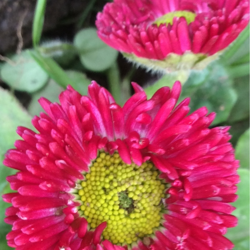 plant image 23734 plant image 23734