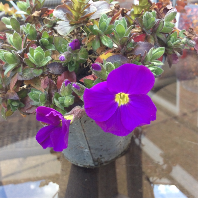 Aubrieta gracilis 'Kitte Blue'