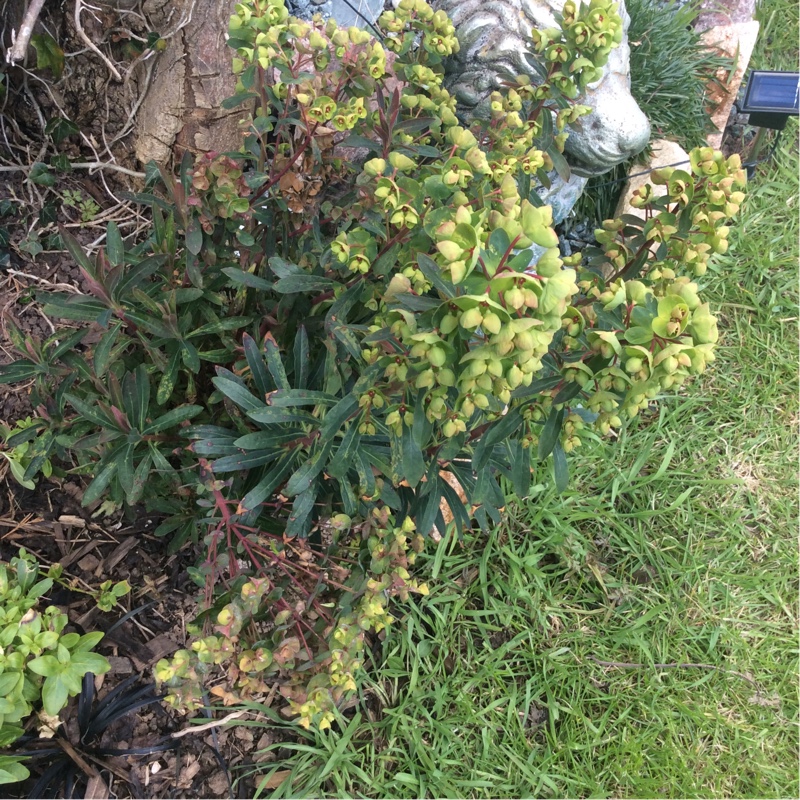 plant image 29727