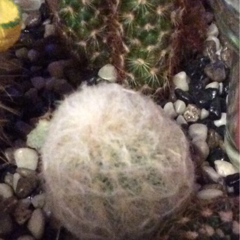 Mammillaria plumosa