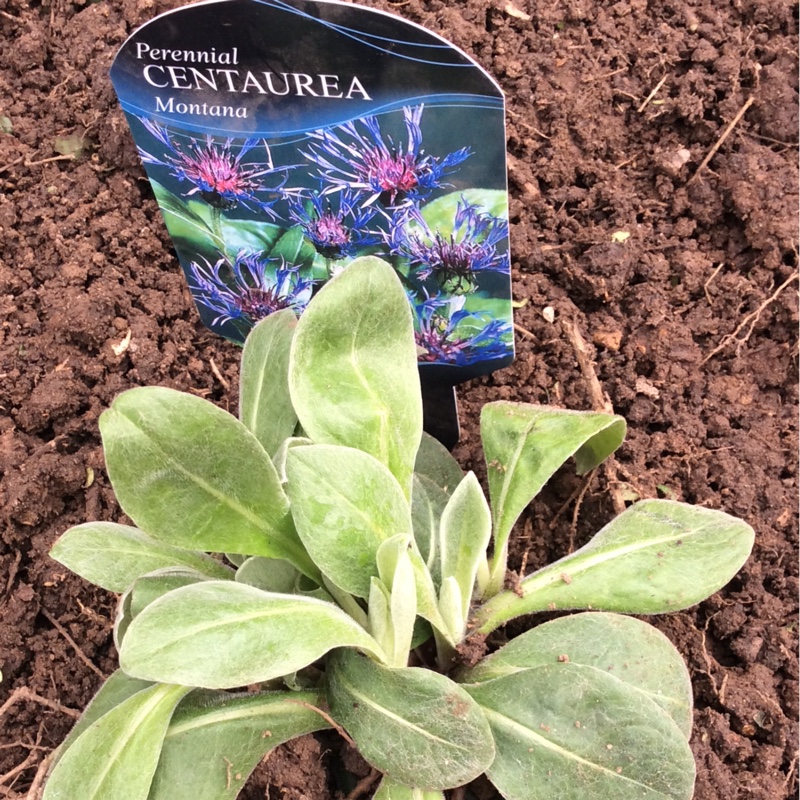 Centaurea montana