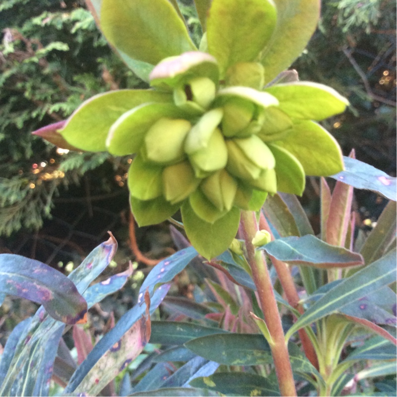 plant image 45126