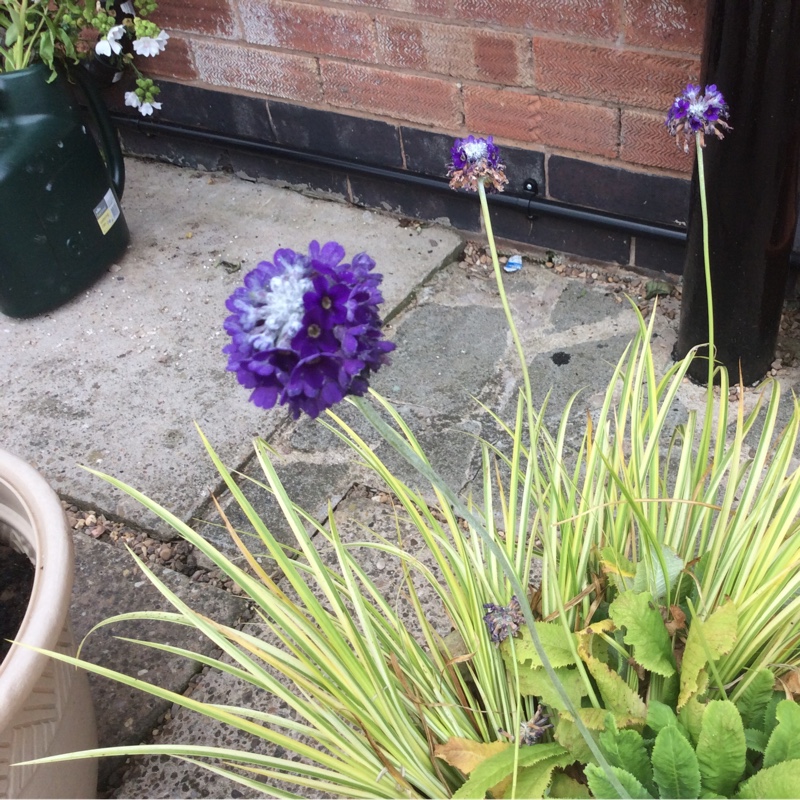 Plant image Primula Capitata subsp. 'Mooreana'