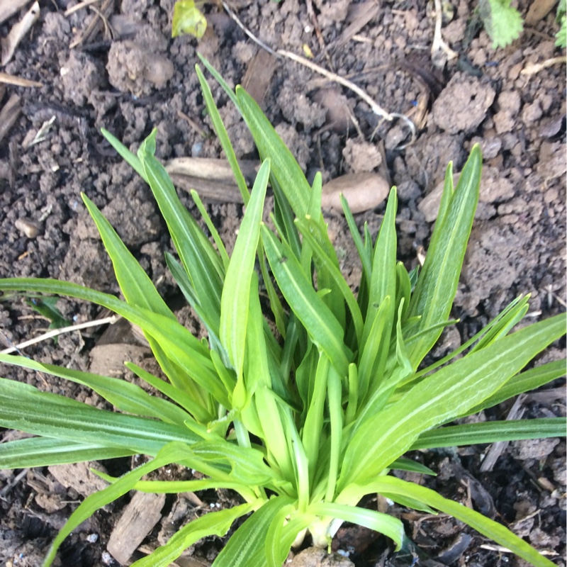 Plant image Liatris spicata 'Alba'