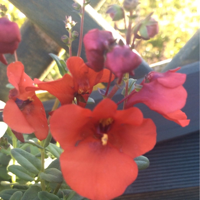 Diascia 'Juliet Red'