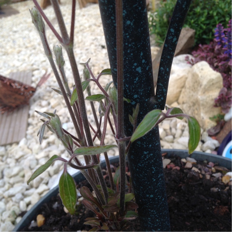 plant image 63547 plant image 63547