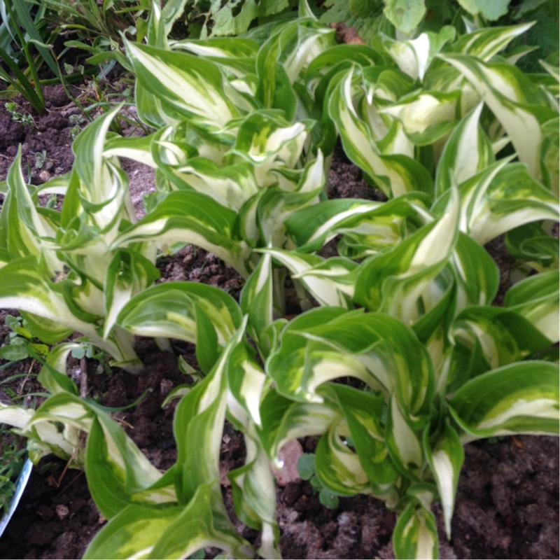 Hosta