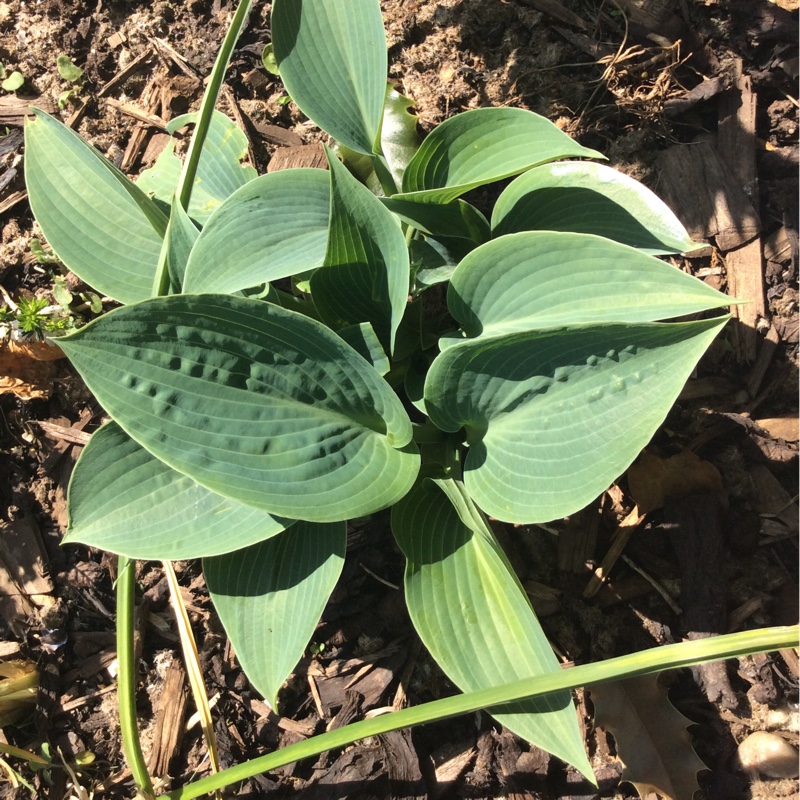 plant image 65777 plant image 65777