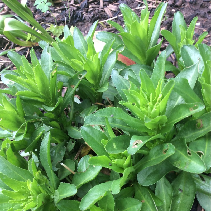 plant image 69285 plant image 69285