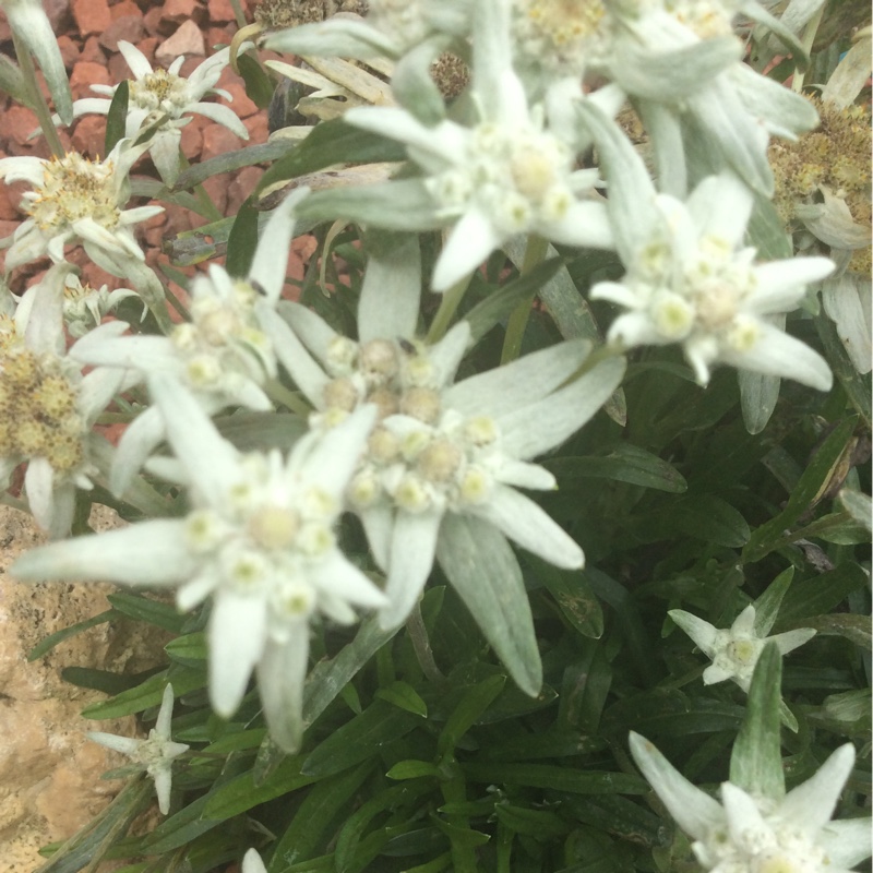 Plant image Leontopodium alpinum