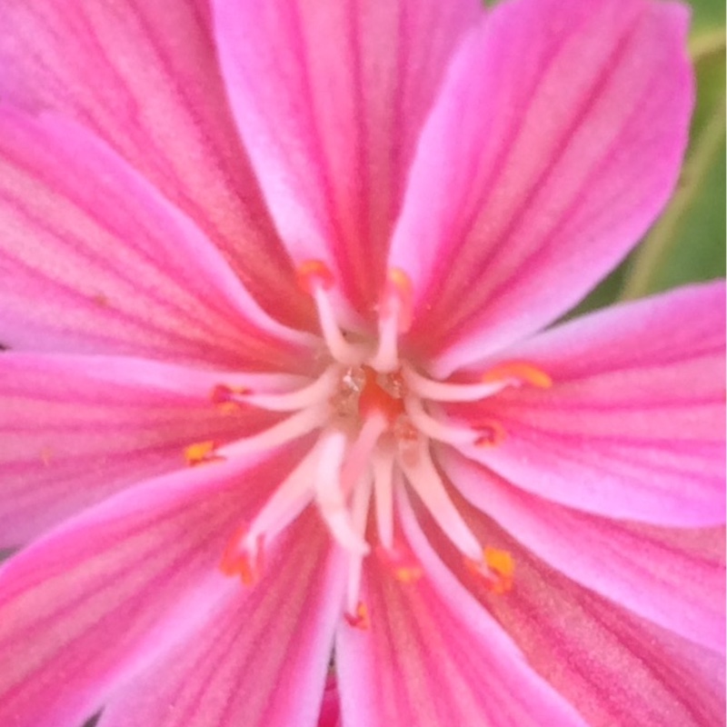 Plant image Lewisia 'Mountain Dreams'