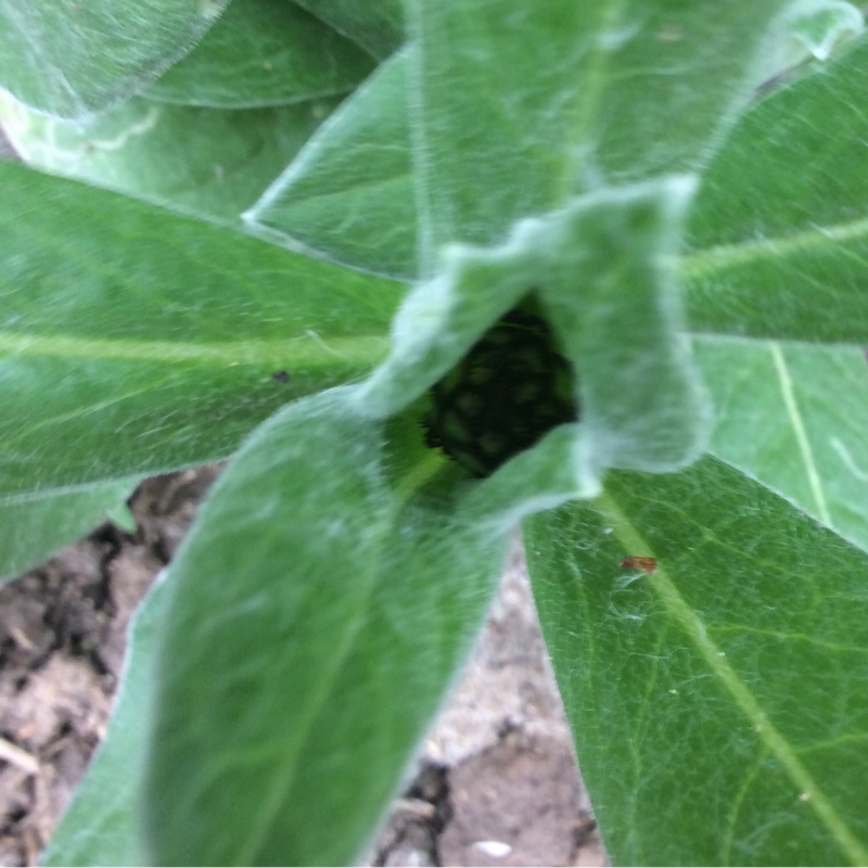 plant image 73559 plant image 73559