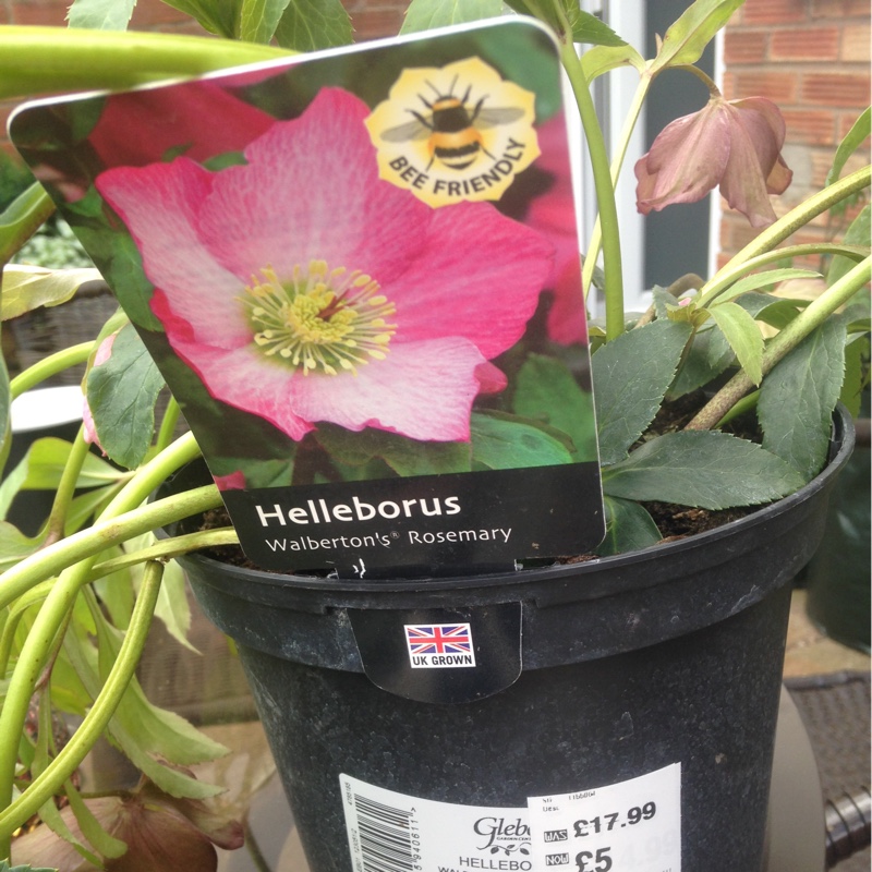 plant image 77467