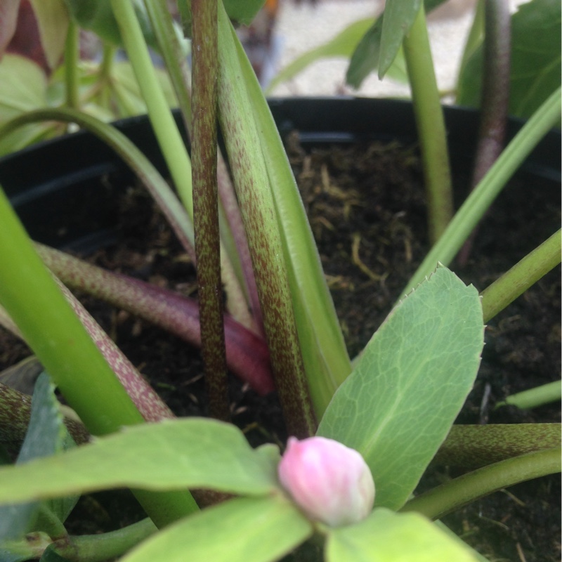 Plant image Helleborus 'Walhero' syn. Helleborus 'Walberton's Rosemary'