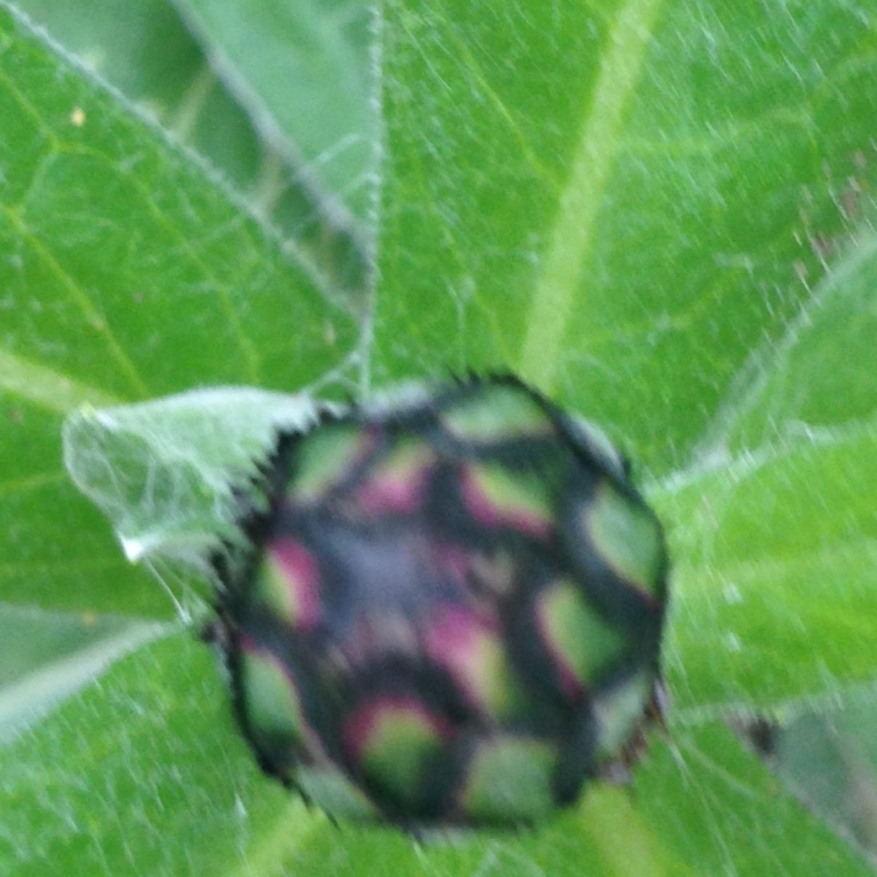 plant image 80363 plant image 80363