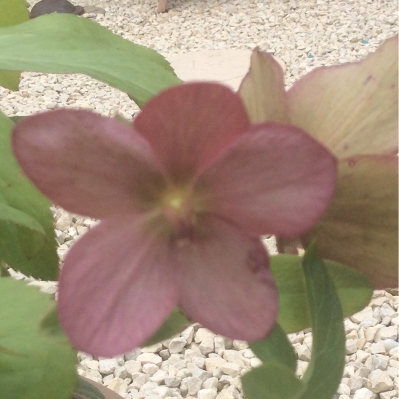plant image 82881