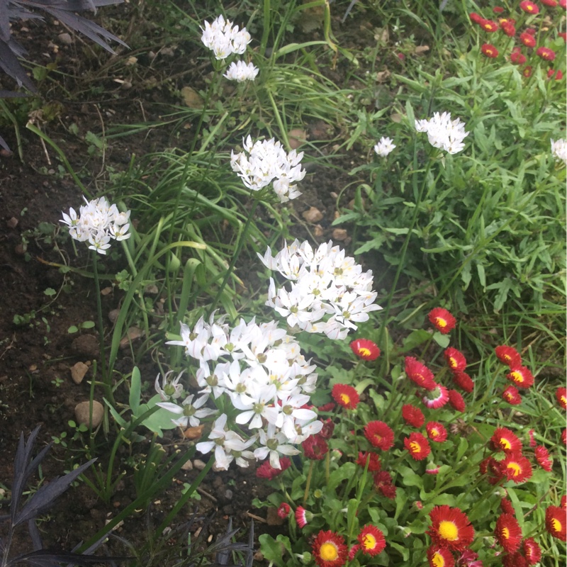 plant image 85663 plant image 85663