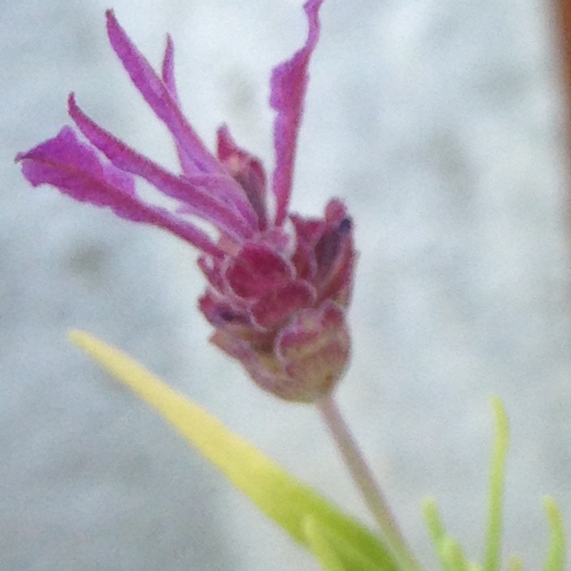 plant image 86737 plant image 86737