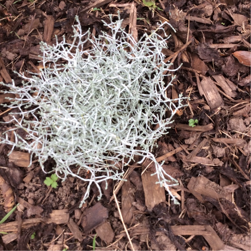 Plant image Calocephalus