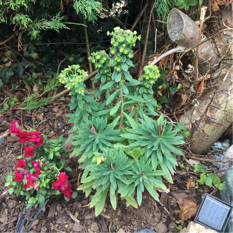 plant image 9028