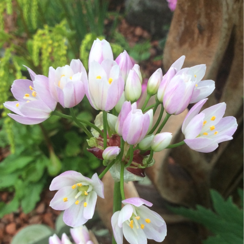 Plant image Allium roseum