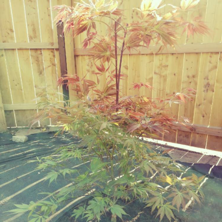plant image 687583