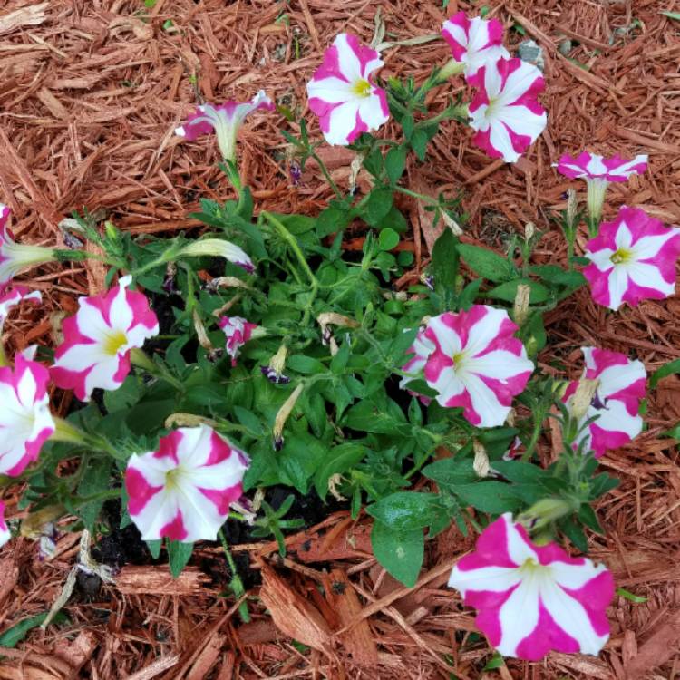 Plant image Petunia x hybrida 'Hot Lips'