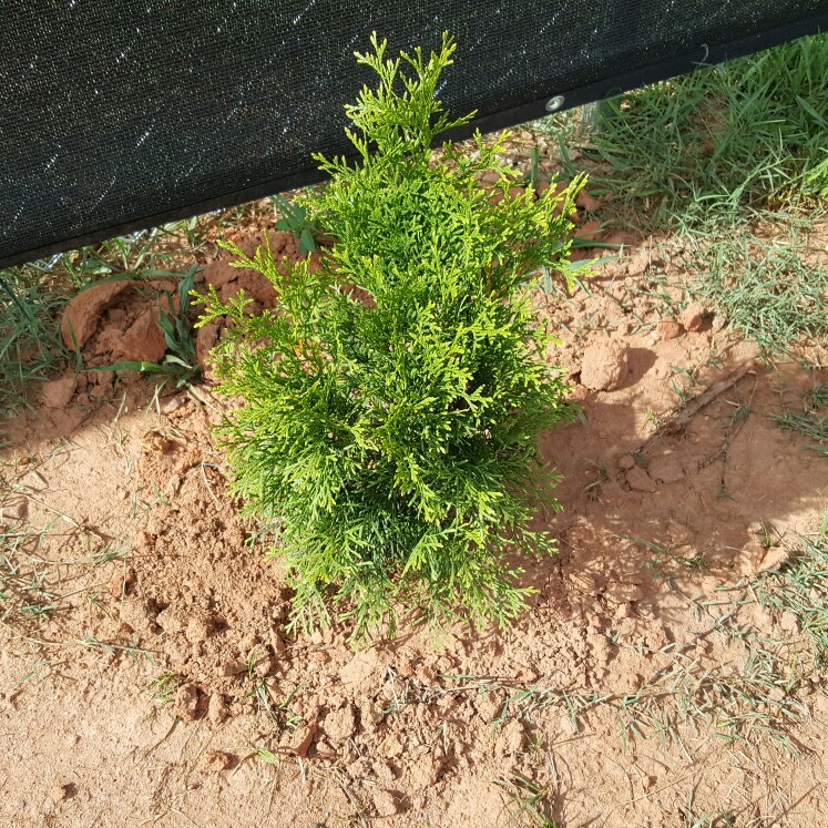 Plant image Thuja occidentalis 'Emerald Green'