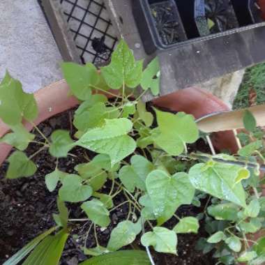 Kristen's garden