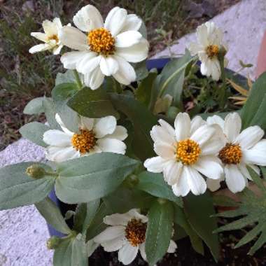 Zinnia 'Profusion White'