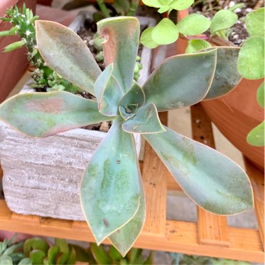xGraptoveria Fred Ives