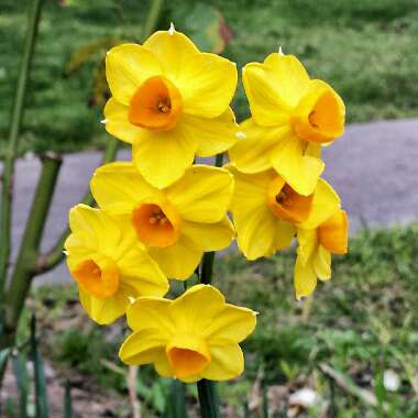 Kristine's garden