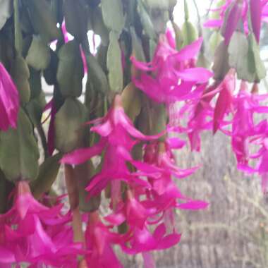 Kristine's garden