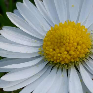 Common daisy