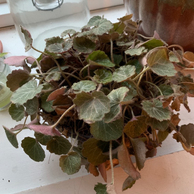 Plant image Saxifraga stolonifera 'Maroon Beauty'